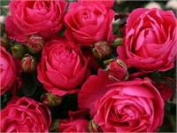 Черри Леди Cherry Lady 2534