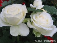 Аваланж Avalanche 2542