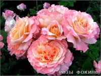 Августа Луиза Augusta Luise 2543
