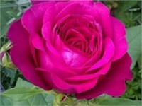 Гете Johann Wolfgang von Goethe Rose 2568