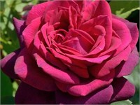 Графиня Диана 2573