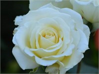 Ирина Irina 2578