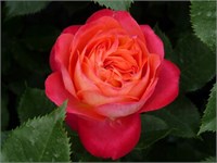 Квин Оф Хартс (Queen Of Hearts) 2584