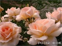 Чандос Бьюти Chandos Beauty 2629
