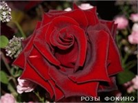 Черная Магия Black Magic 2631