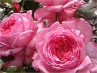 Ля Роз Дэ Молинар (La Rose De Molinard) 2682