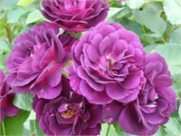 Миднайт Блю Midnight Blue 2687