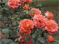 Монинг Сан Morning Sun 2689