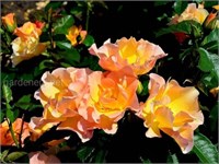 Морден Санрайз Morden Sunrise 2691