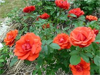 Морден Фаерглоу Morden Fireglow 2693