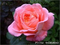 Нотр Дам дю Розер Notre Dame du Rosaire 2695