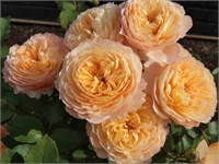 Роз Де Жерберуа (Rose De Gerberoy) 2702