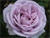 Сандра Ренесанс Sandra Renaissance 2708