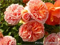 Чиппендейл Chippendale 2719