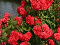 Ютерсенс Розенконигин 2725