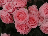 Корал Желе Corail gelee 2728