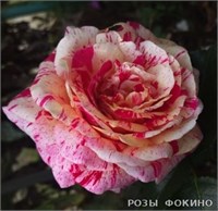 Абракадабра Abracadabra 2374