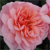 алладин палас 2379