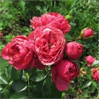 Меджик Рококо 2462