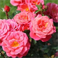 Мелюзина (Melusina) 2463