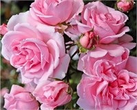 Хоум энд Гарден Home &amp; Garden 2531