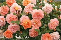 Шоне Фом Зее 2538