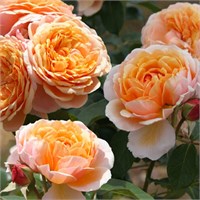 Парфюм де Орлеан Parfum d'Orleans 2481