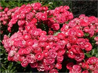 Розиге Ландростай Rosige Landdrostei 2501