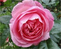 Кёлнер Флора Kölner Flora 2669