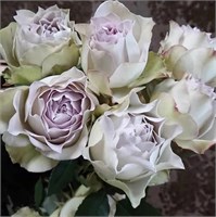Люцифер 2681