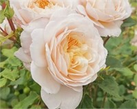 Крокус Роуз Crocus Rose 2240