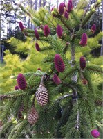 Акрокона (Picea abies Acrocona) 2811