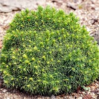 Альберта Глоуб (Picea glauca Alberta Globe) 2816