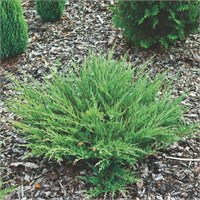 Андорра Компакт (Juniperus horizontalis Andorra Compact) 2830