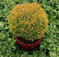 Анниек (Thuja occidentalis Aniek) 2838