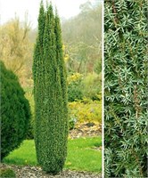 Арнольд (Juniperus communis Arnold) 2844