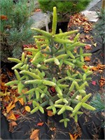 Ауреа (Abies pinsapo Aurea) 2850