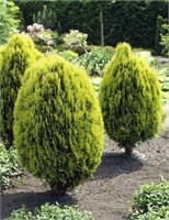 Ауреа Нана (Thuja orientalis Aurea Nana) 2852