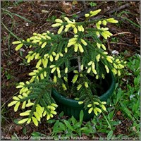 Ауреоспиката (Picea orientalis Aureospicata) 2853