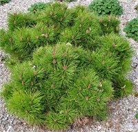 Бамбино (Pinus nigra Bambino) 2858