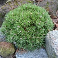 Бенджамин (Pinus mugo Benjamin) 2870