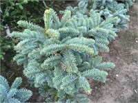 Бизарро (Abies procera Bizarro) 2880