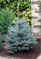 Блю Даймонд (Picea pungens Blue Diamond) 2904