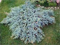 Блю Карпет (Juniperus squamata Blue Carpet) 2906