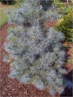 Блю Клаверс (Pinus strobus Blue Clovers) 2909