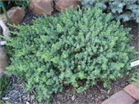 Блю Пасифик (Juniperus conferta Blue Pacific) 2913