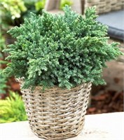 Блю Спайдер (Juniperus squamata Blue Spider) 2916