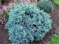 Блю Стар (Juniperus squamata Blue Star) 2917