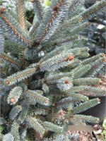 Блю Стар (Picea glauca Blue Star) 2921
