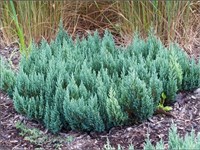 Блю Форест (Juniperus sabina Blue Forest) 2923